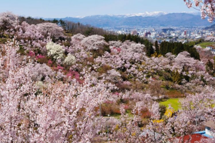 花見山公園