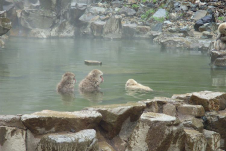 地獄谷野猿公苑